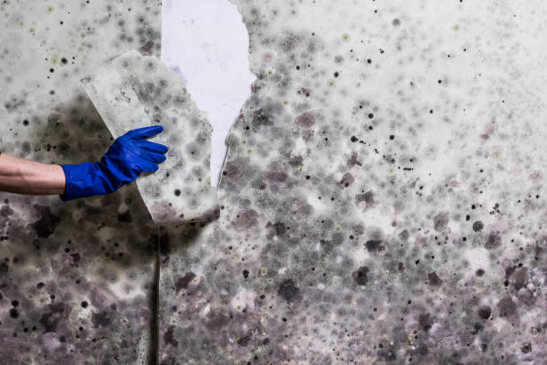 Best Basement Mold Remediation in Pleasant Hill, PA